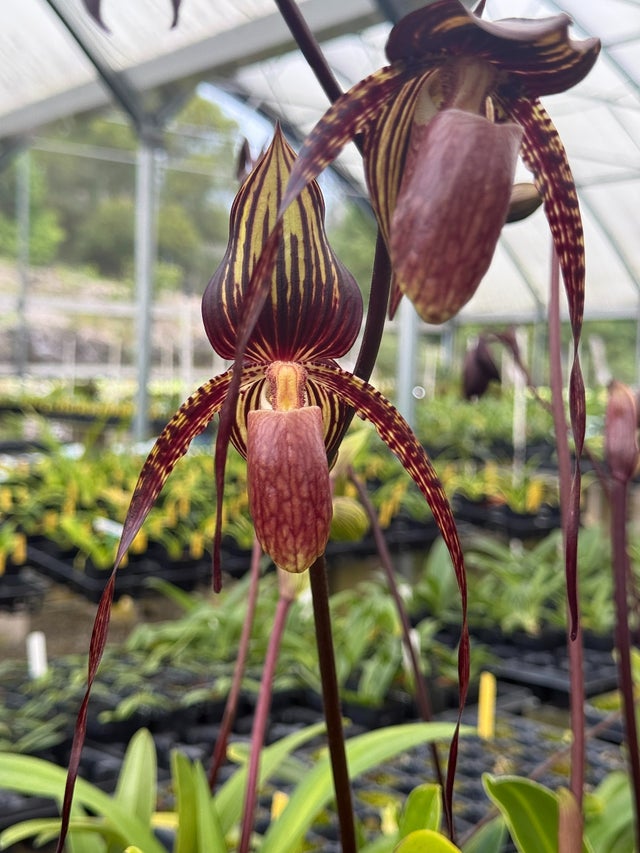 Paphiopedilum Hybrids | Lee & Company Orchids