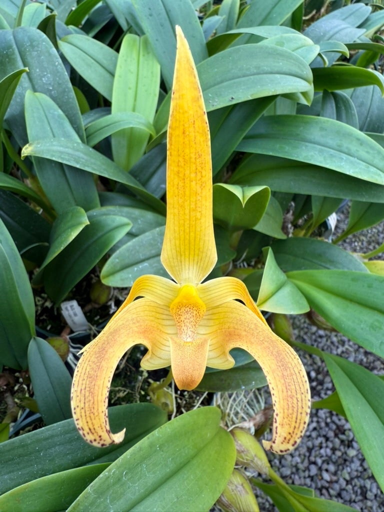 Bulbophyllum | Lee & Company Orchids