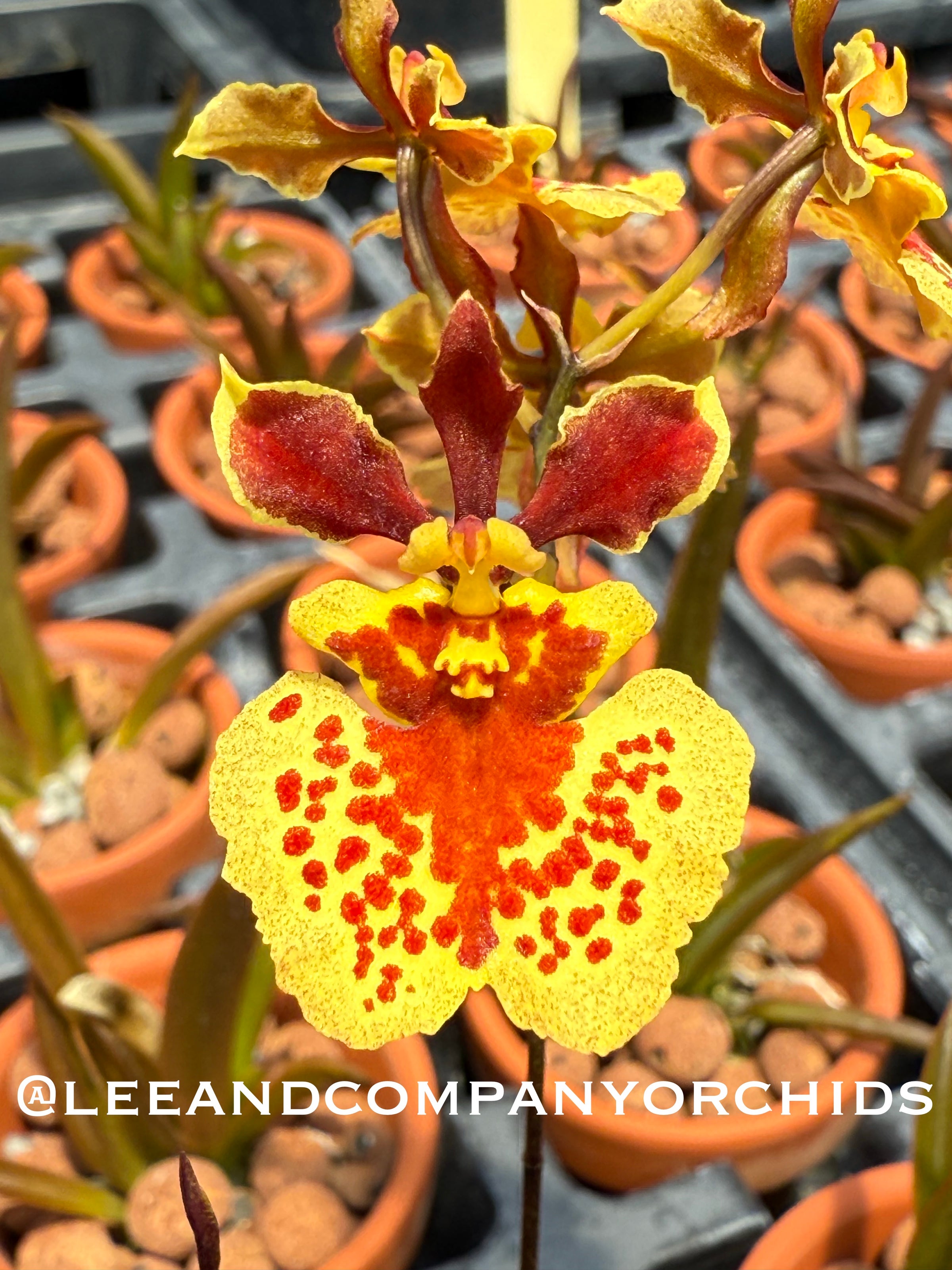 Tolumnia William Thurston 'Gilligan's Island' | Lee & Company Orchids