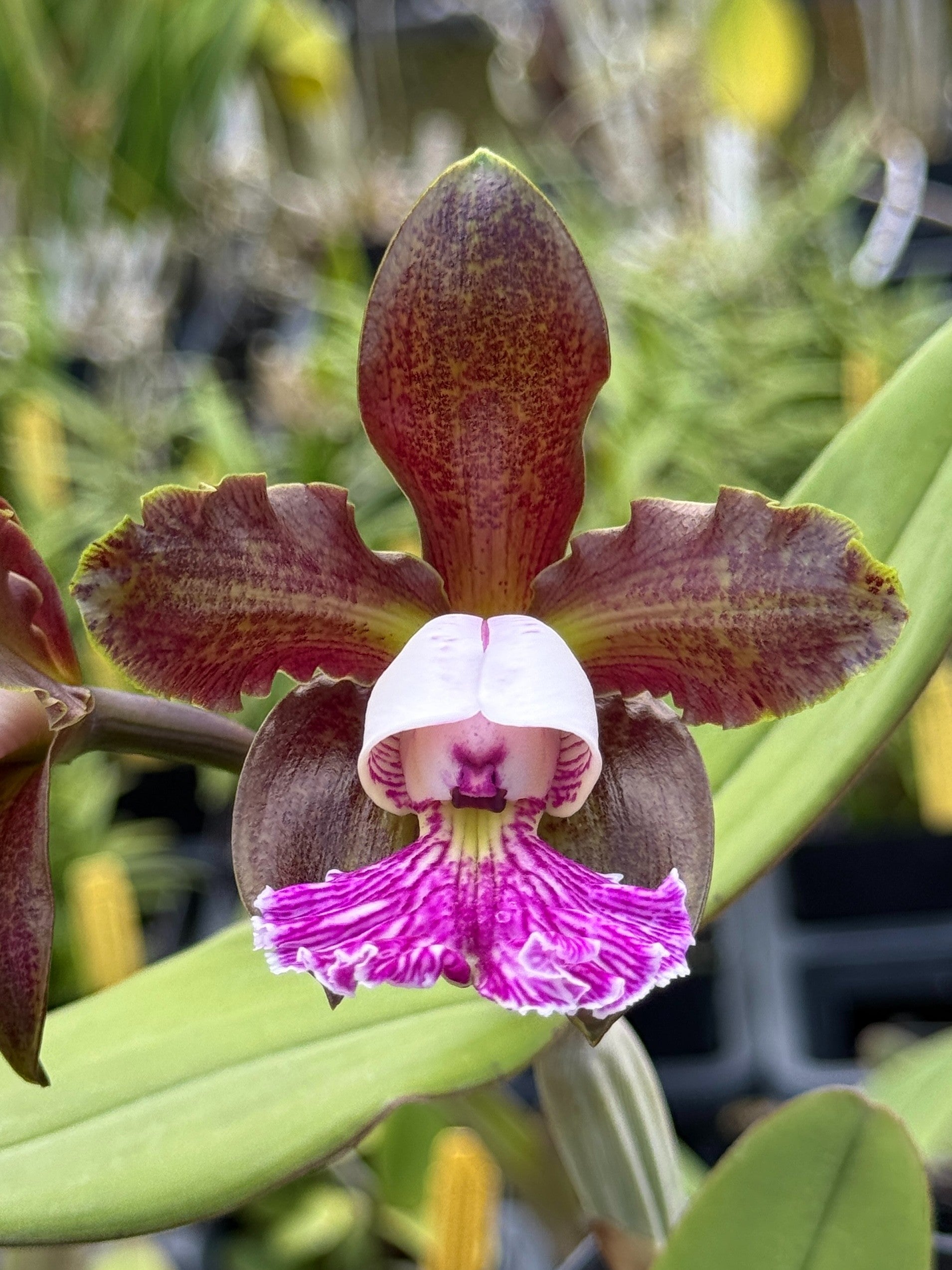 Lee & Company Orchids | Rare Orchids Grown with Aloha in Hawaii