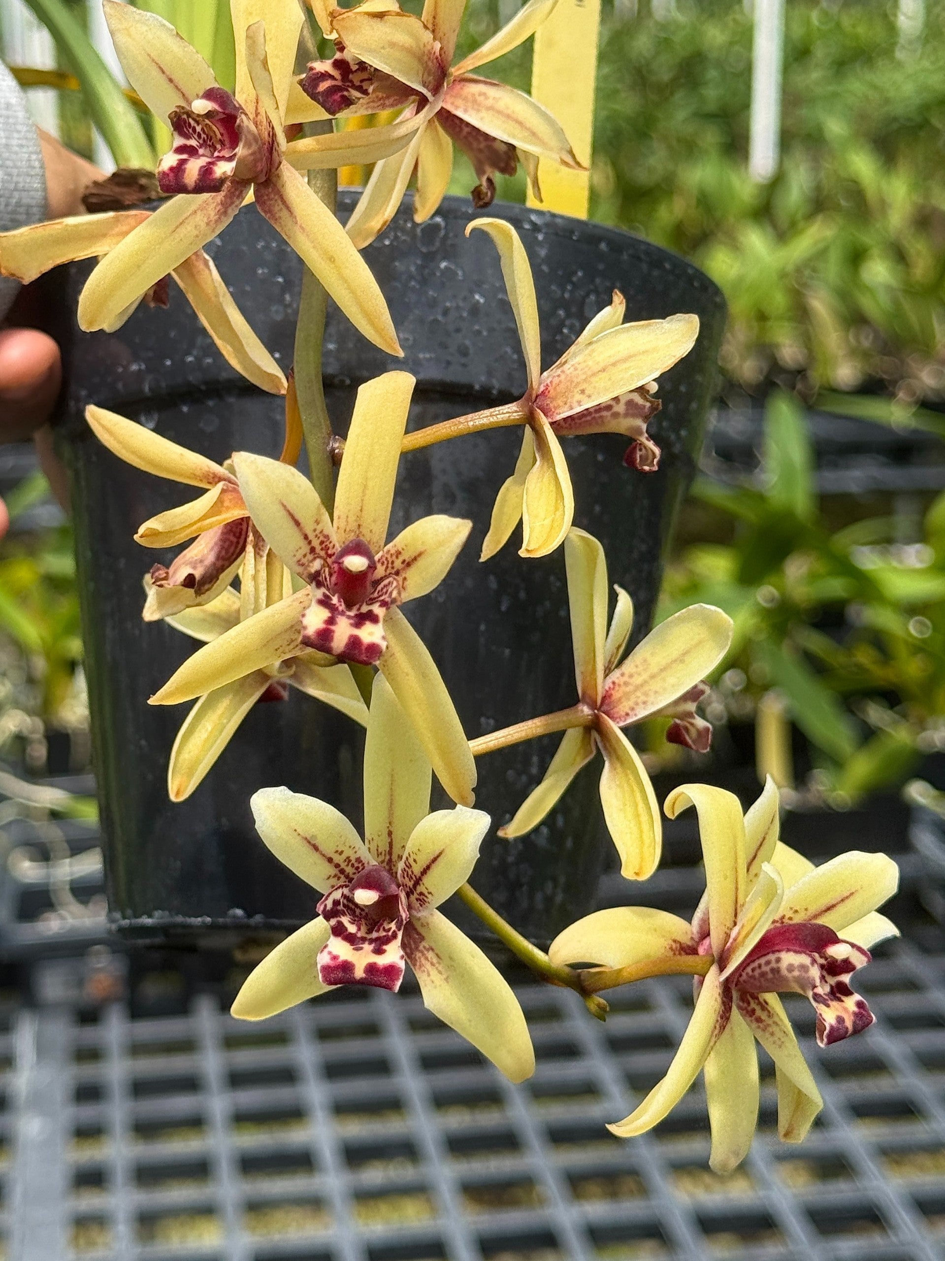 ORCHARD レアデッキ Lee & Company Orchids | Rare Orchids Grown with Aloha in Hawaii