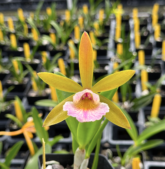 Bc. Hippodamia 4N x Epc. Lime Sherbet 4N | Lee & Company Orchids