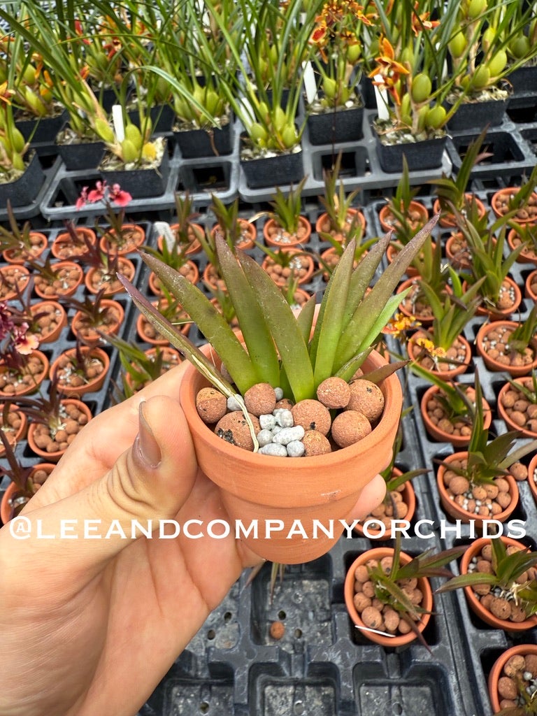 Tolumnia Flyer 'Brown/Yellow' | Lee & Company Orchids