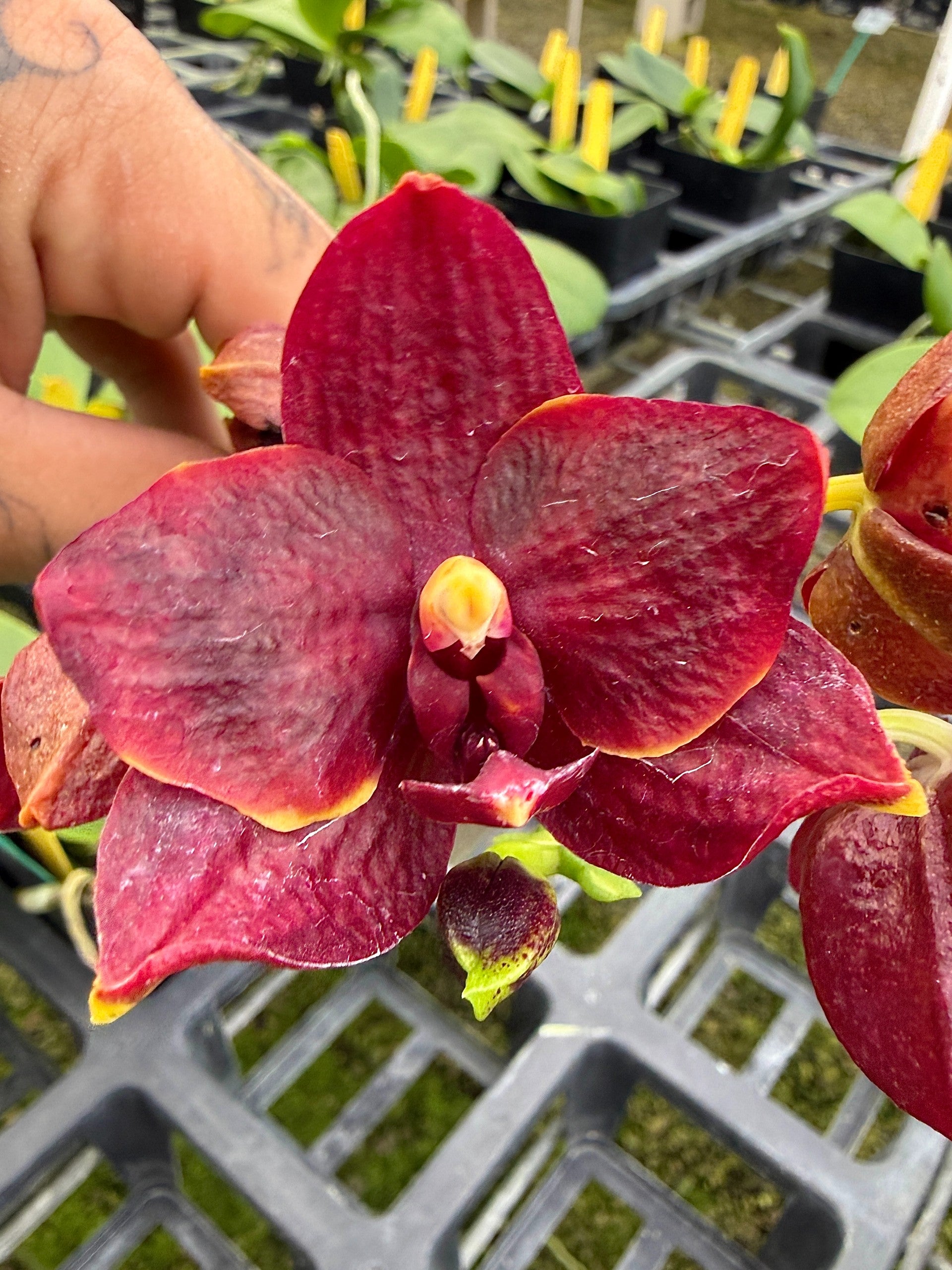 琥珀 ⑯⑰ Phal. GW Green World 'GW' x Zheng Min Hazel | Lee & Company Orchids