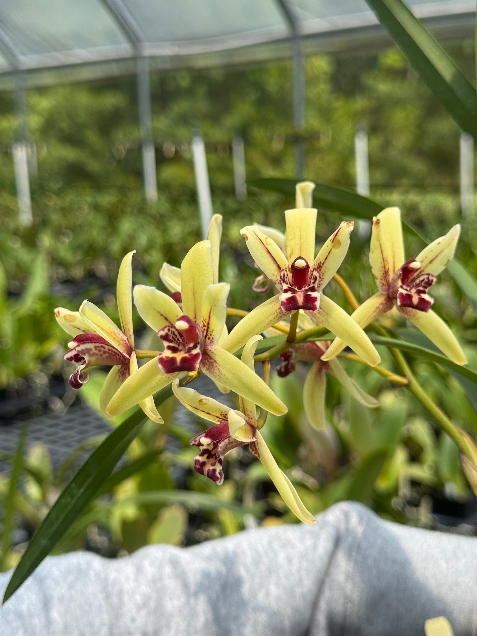 Lee & Company Orchids