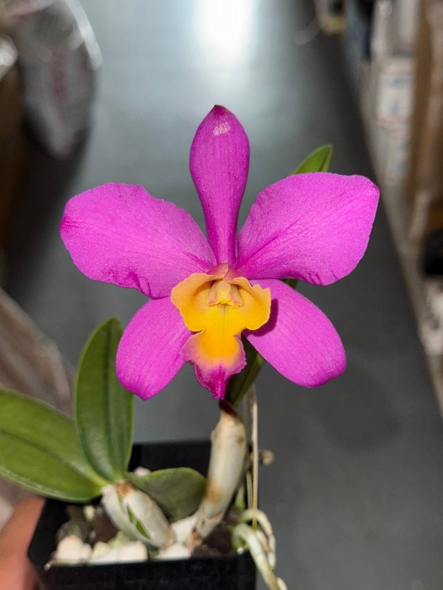 REGAL】チロリアン☆EAST COAST COLLECTION☆24.5 Road trip: 2012