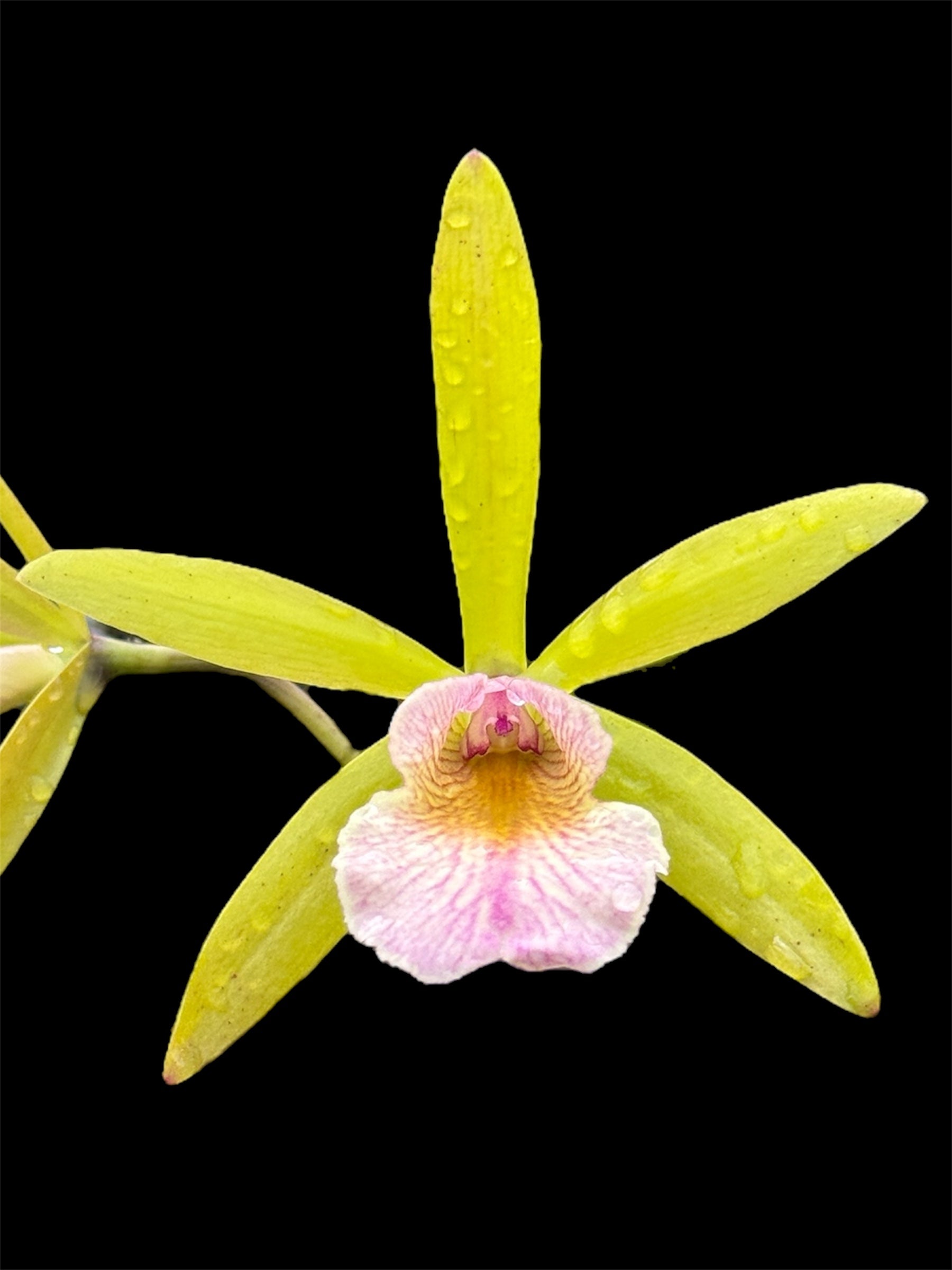 Pot. QF Sherbet Punch 4N (Bc. Hippodamia 4N x Epc. Lime Sherbet 4N