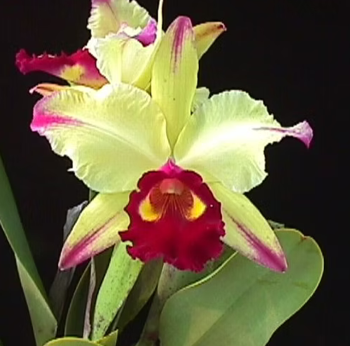 Cattleya Clones | Lee & Company Orchids