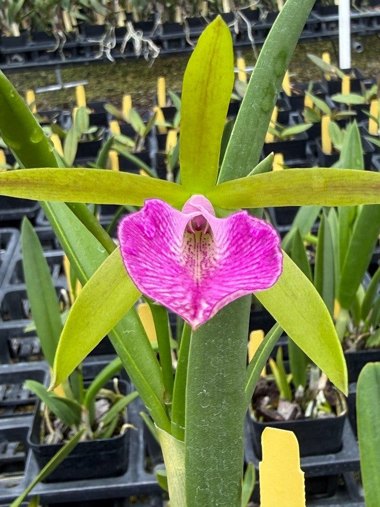 Bc. Carnival Kids 'Green Gem' x Pcv. Key Lime Stars 'Mist' | Lee