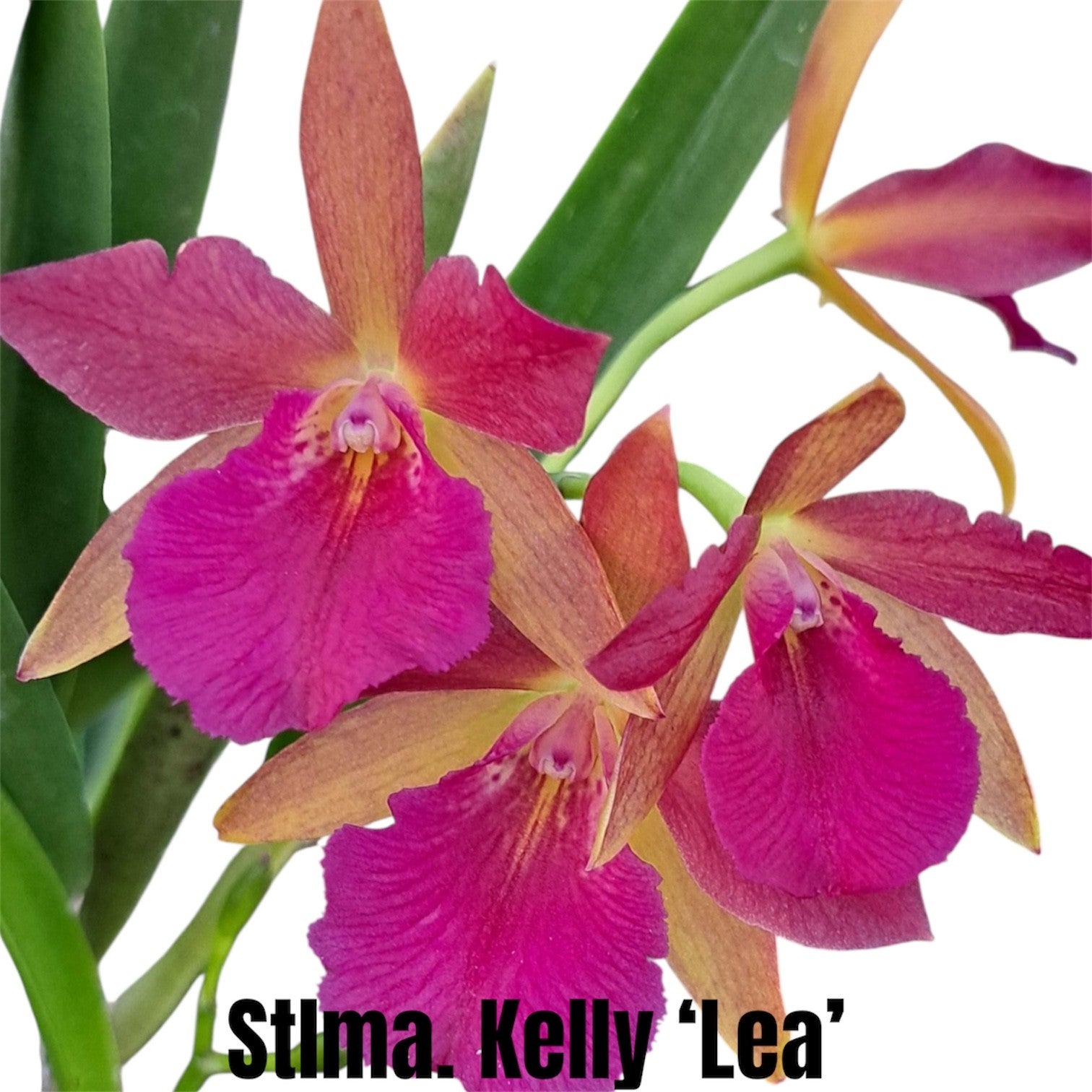 Stlma. Kelly 'Lea' | Lee & Company Orchids