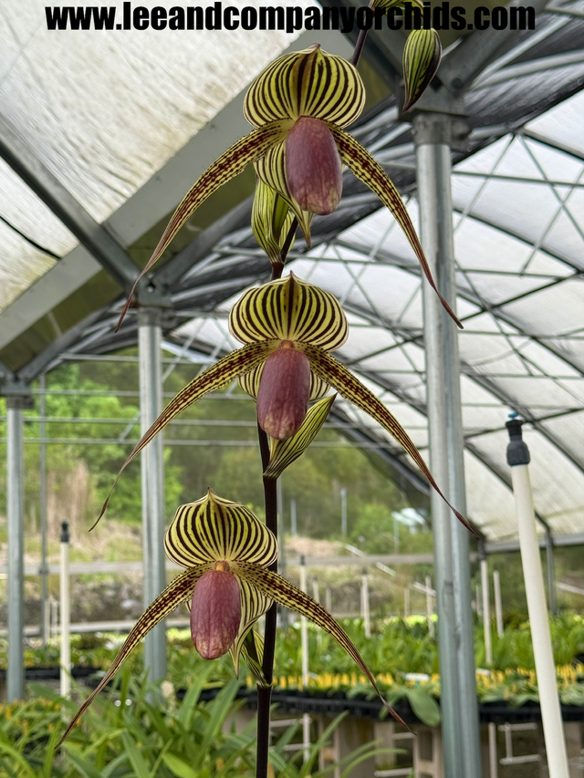 Paphiopedilum Hybrids | Lee & Company Orchids