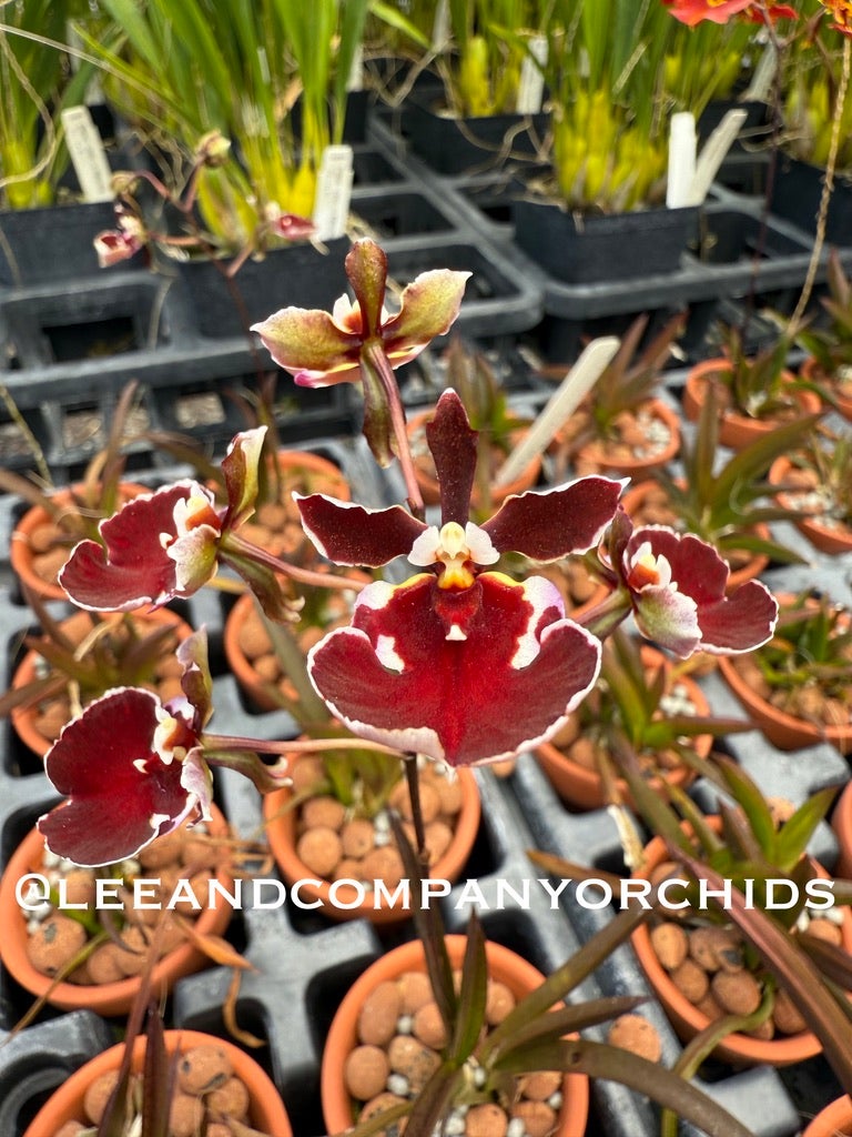 Tolumnia Black Bull x Jairak Firm 'Red Devil' | Lee & Company Orchids