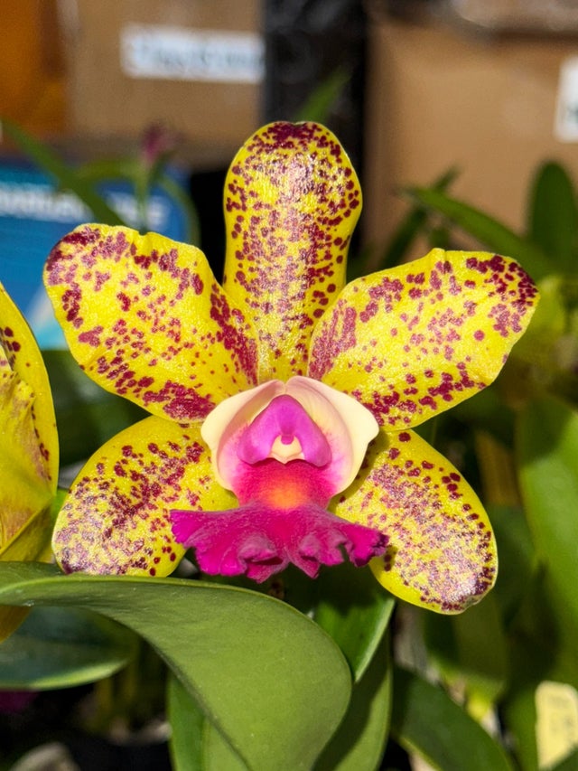 【REGAL】チロリアン☆EAST COAST COLLECTION☆24.5 Cattleya Hybrids | Lee & Company Orchids