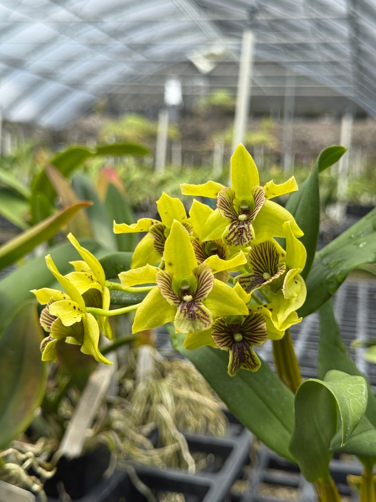 Den. Andree Millar (atroviolaceum x convolutum) | Lee & Company