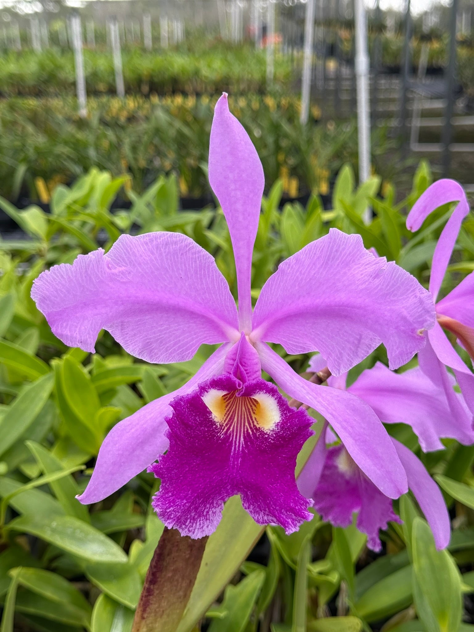 Bc. Hippodamia 4N x Epc. Lime Sherbet 4N | Lee & Company Orchids