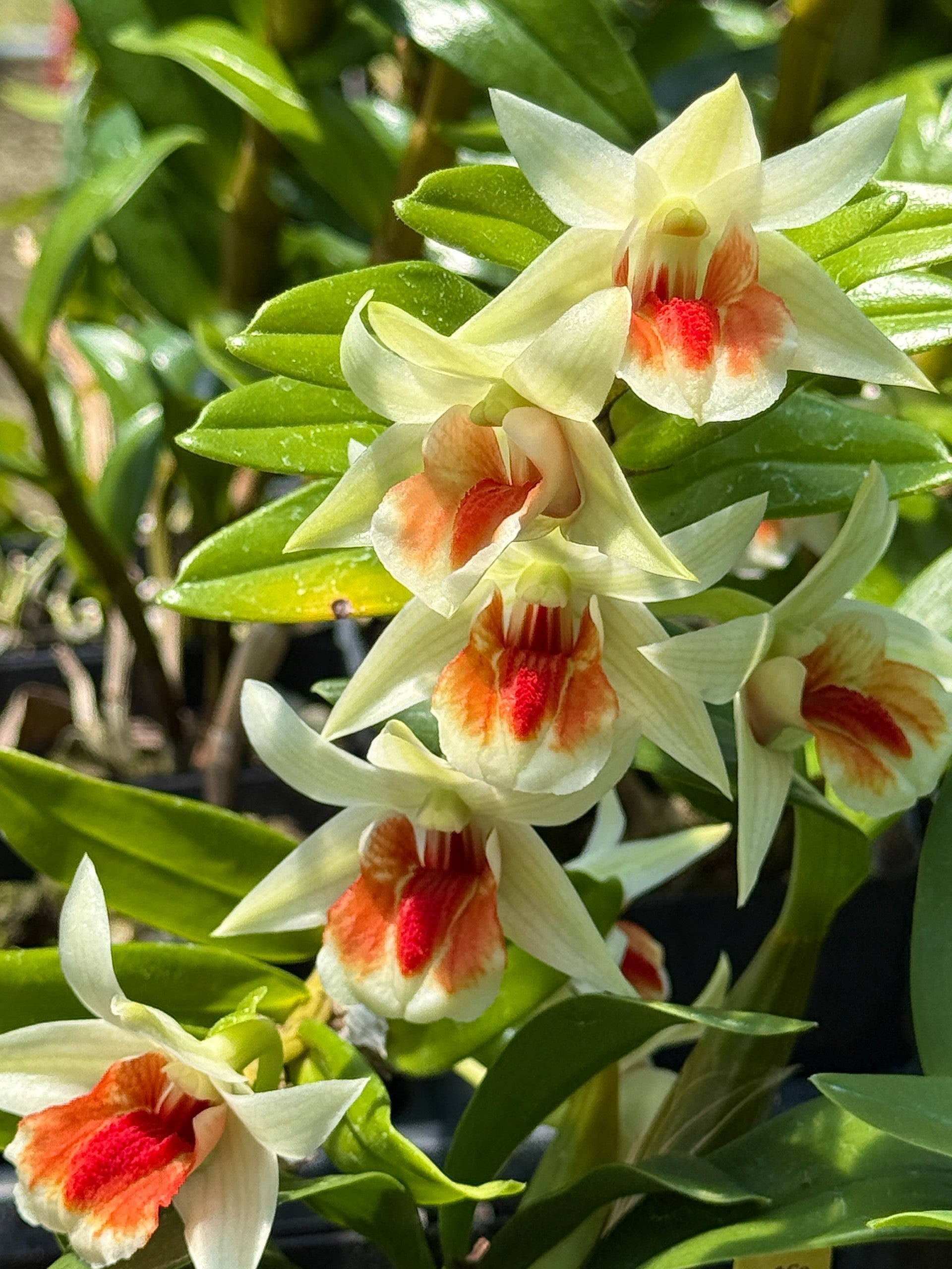 Den. Green Lantern (Dawn Maree x cruentum) | Lee & Company Orchids