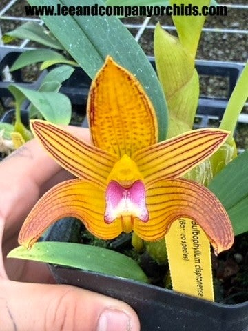 Bulbophyllum | Lee & Company Orchids