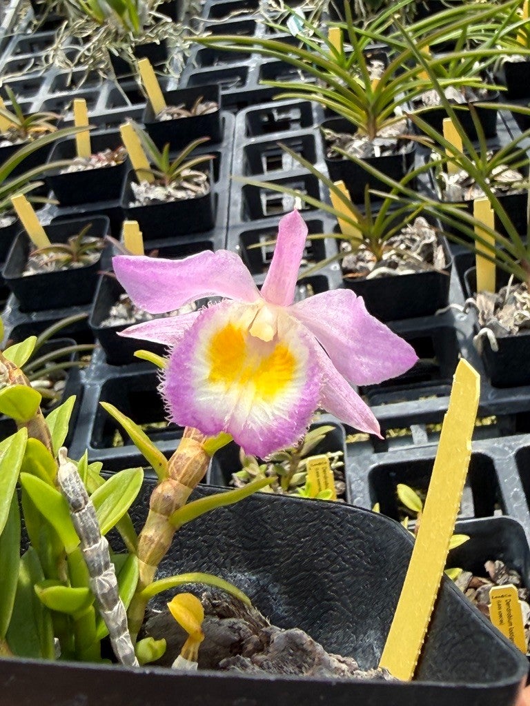 Den. Green Lantern (Dawn Maree x cruentum) | Lee & Company Orchids