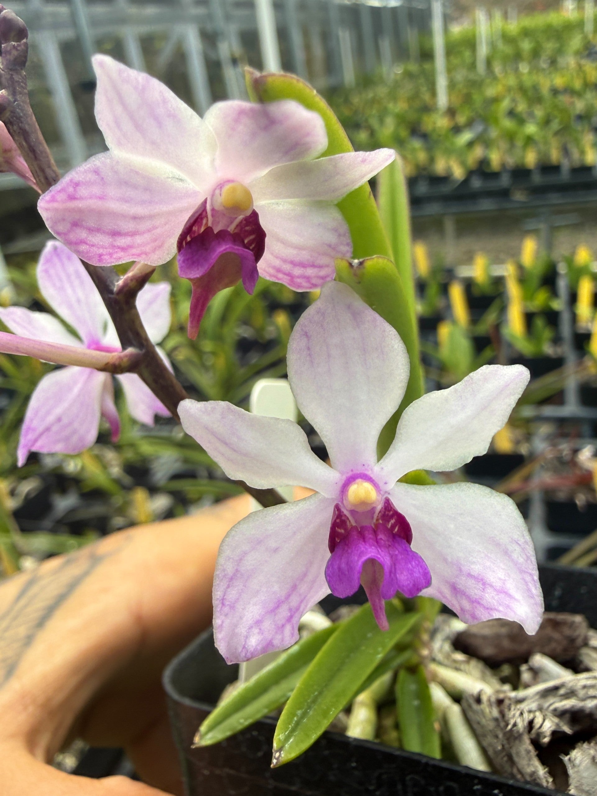 Holcoglossum rupestre x Vanda flabellata | Lee & Company Orchids