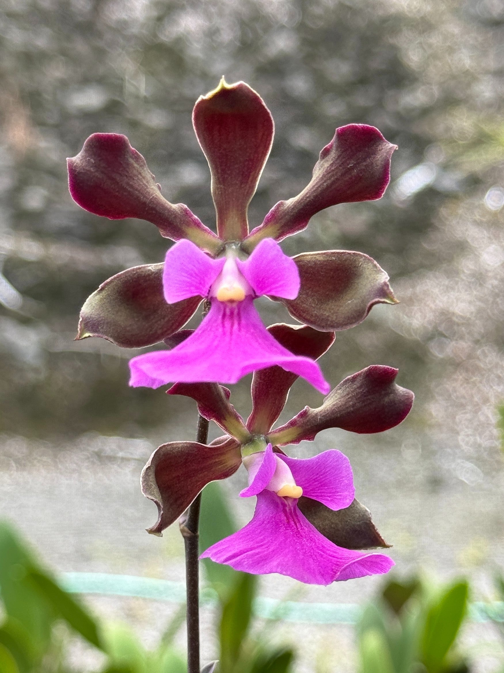 Eplc. Mitsuko Takasaki 'Paradise' (Jackie Bright x rioclarense