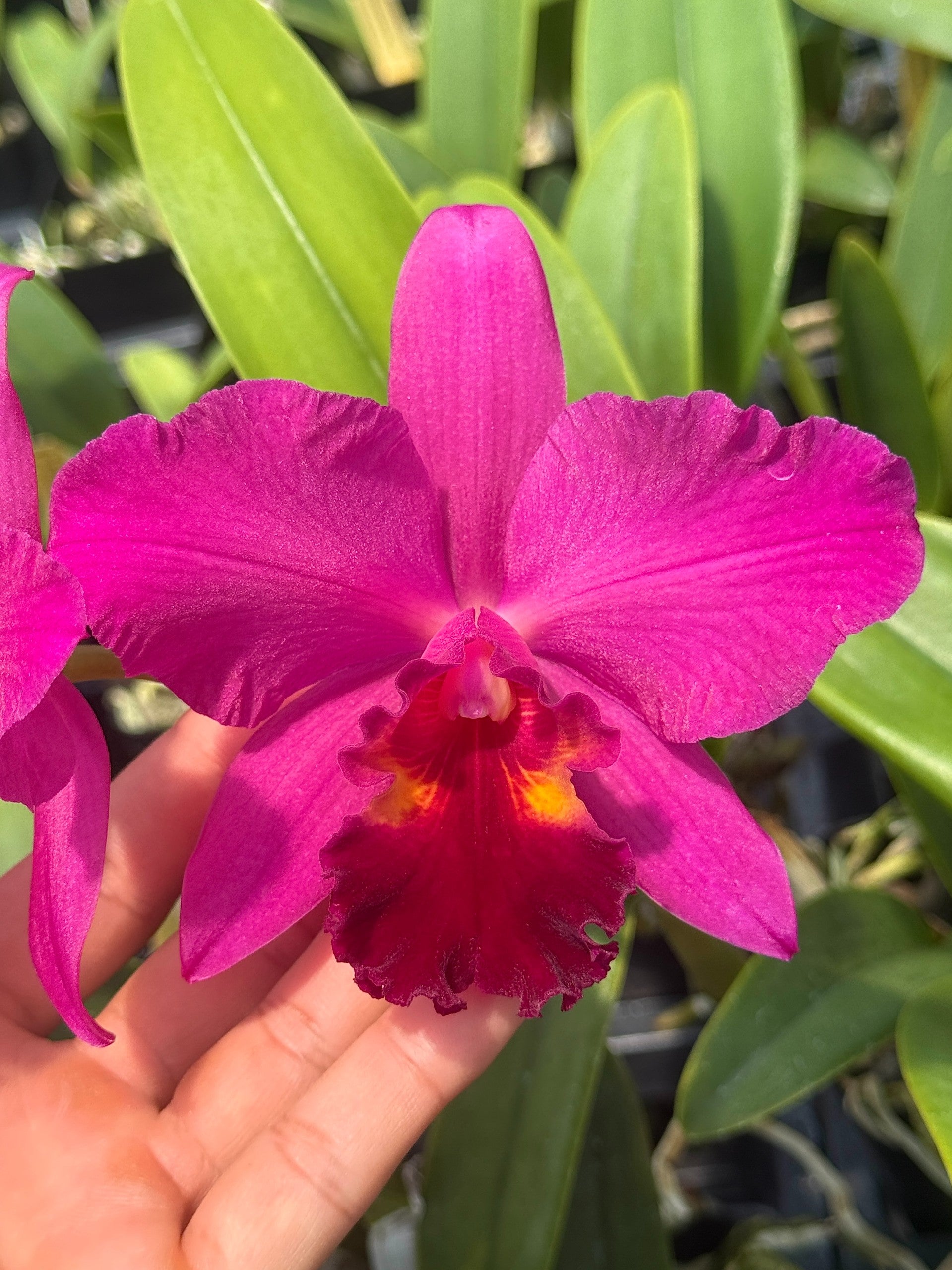 Rlc. Cherry Suisse 'Victoria' AM/AOS x Rlc. Paradise Rose 'Hilo