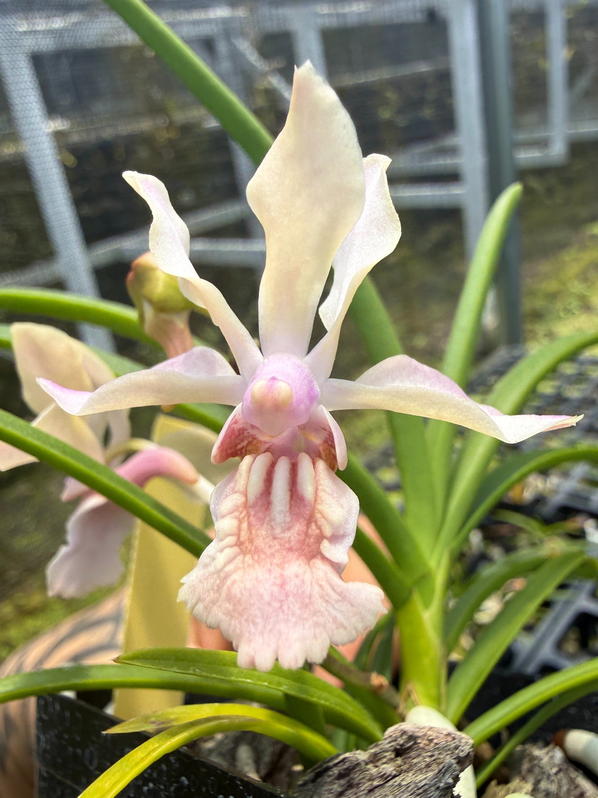 Lee & Company Orchids | Rare Orchids Grown with Aloha in Hawaii