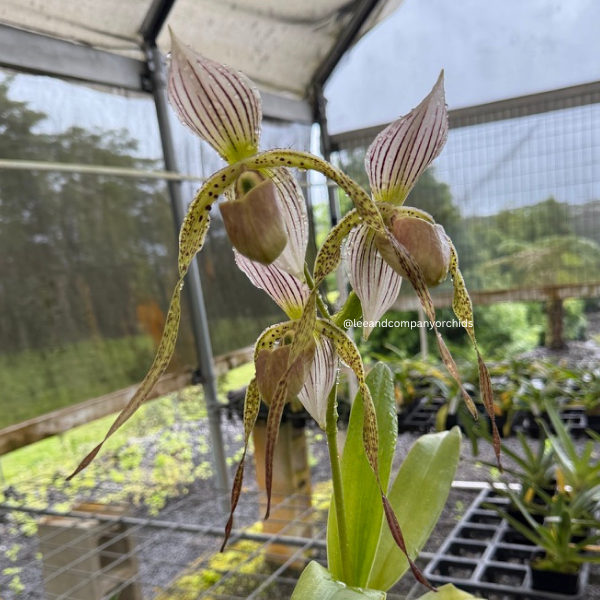 Paph. Lady Rothschild (Lady Isabel 'Jumbo Lady' x roth. 'New