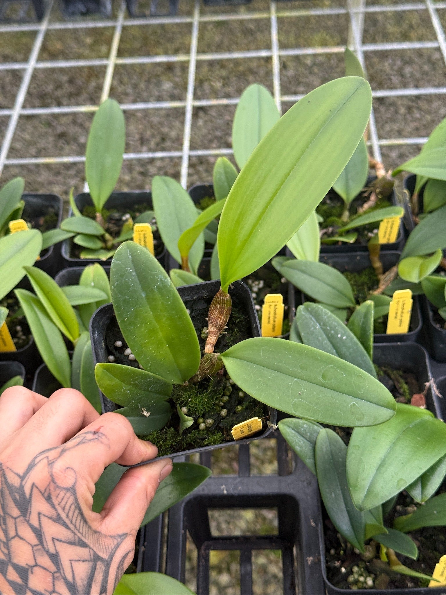 Bulb. patens (Sumatra species) | Lee & Company Orchids