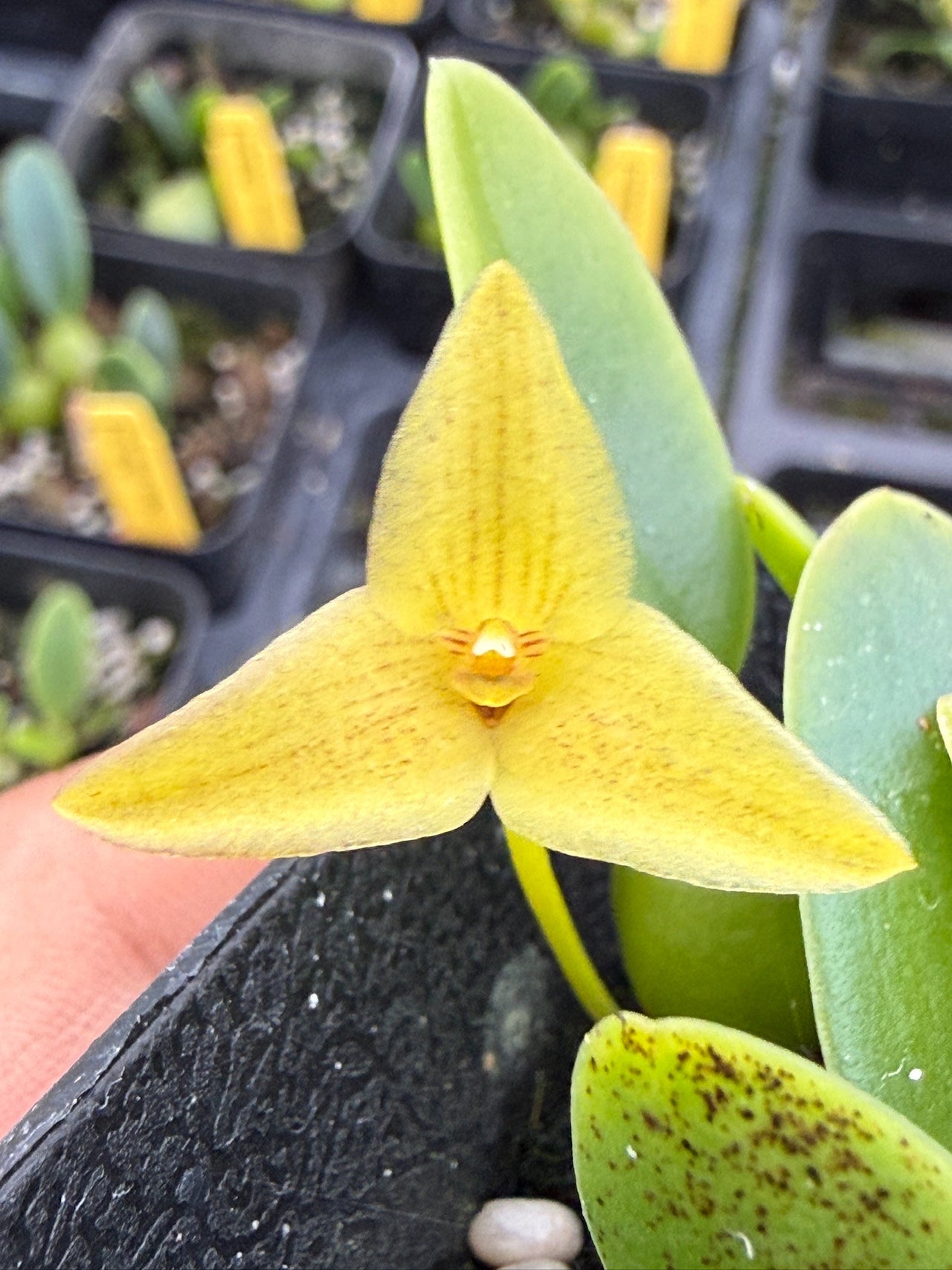 Bulbophyllum | Lee & Company Orchids