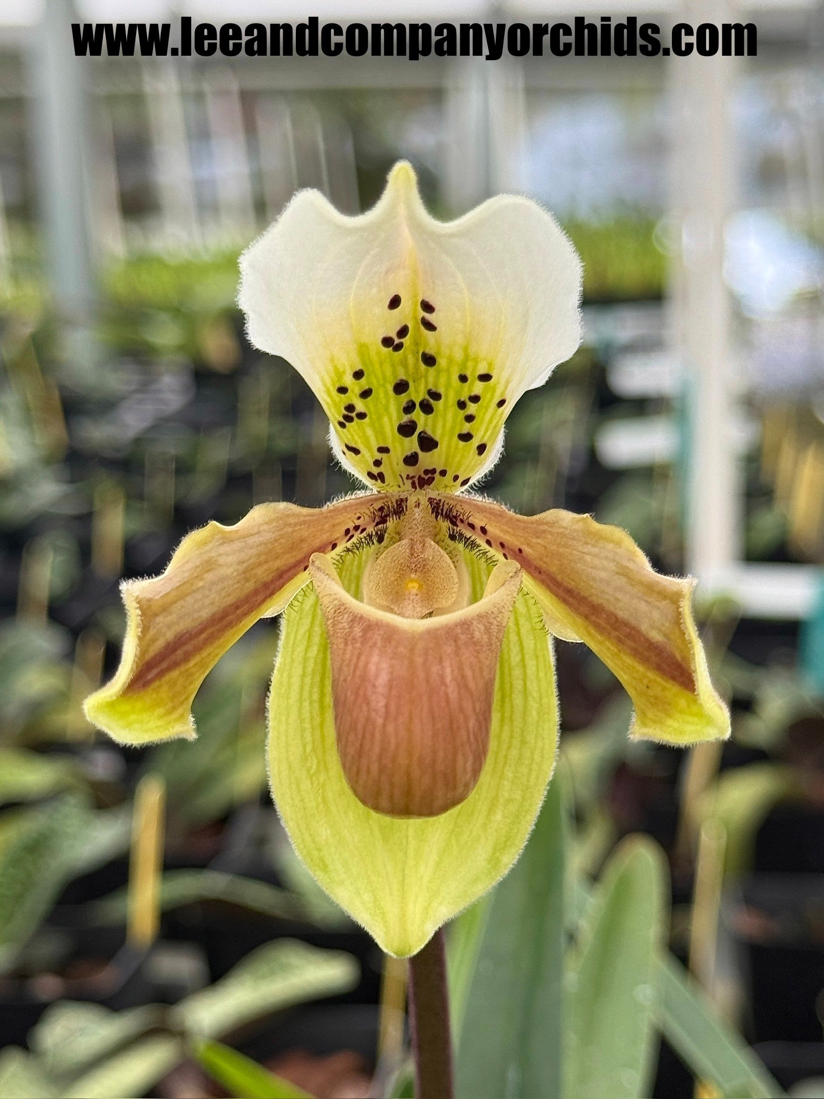 x Paphiopedilum Paph. - Paph パフィオ select) sib.(`97-1