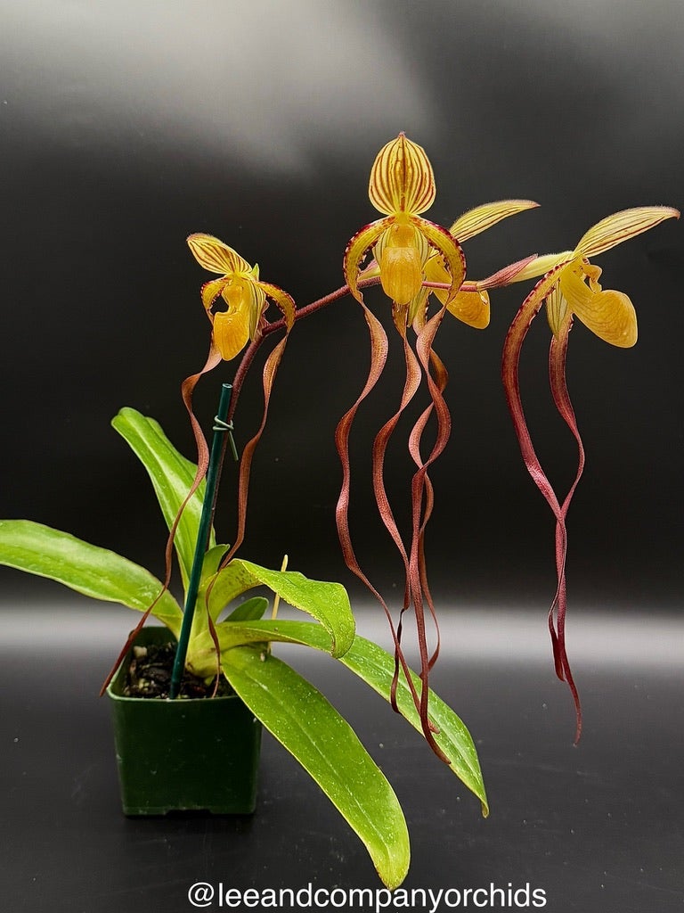 期間限定出品‼️［洋蘭原種］Paph. sanderianum x sib Paph. Michael Koopowitz (sanderianum 'OZ' x philippinense 'Taiwan