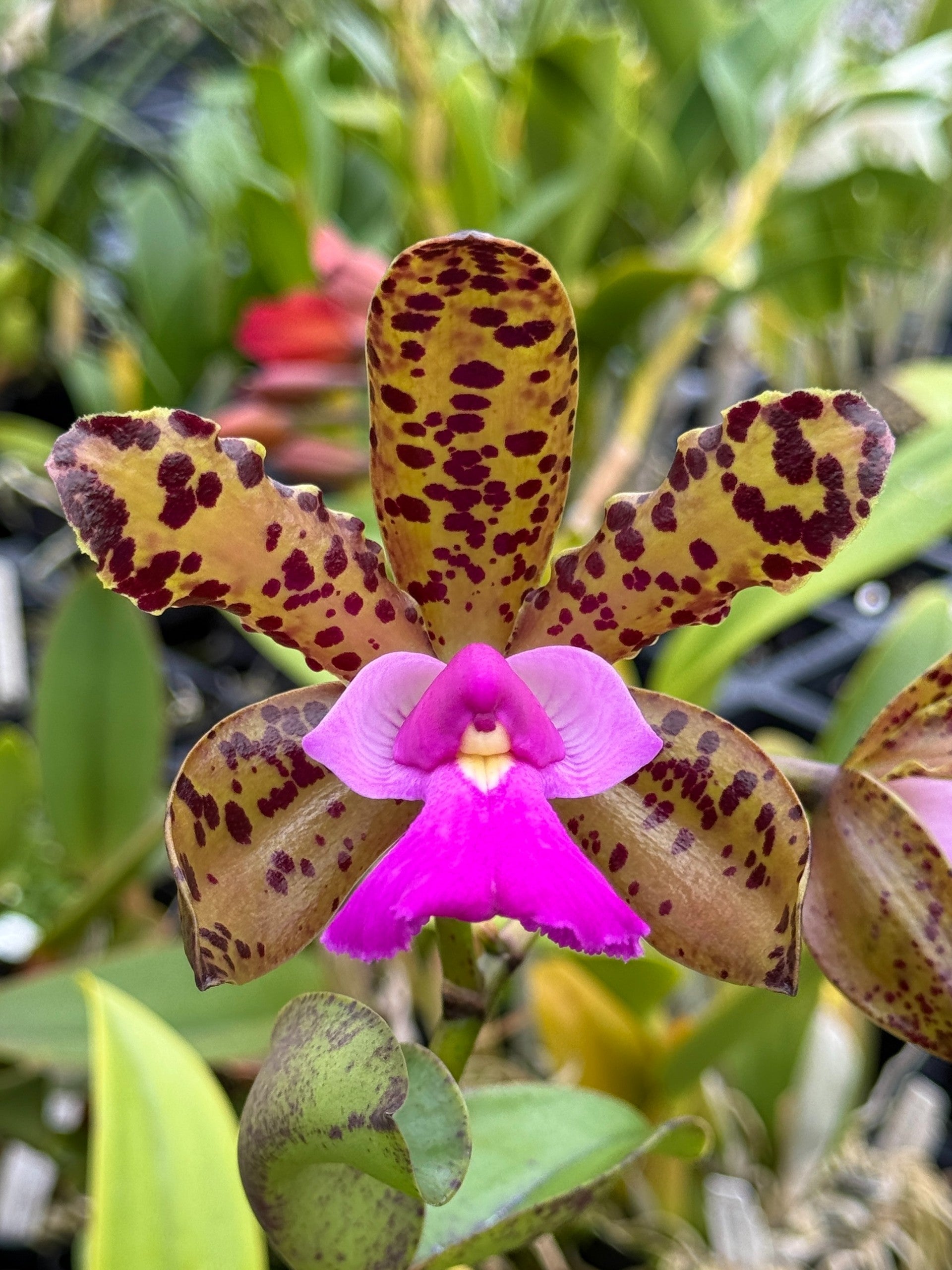 Eplc. Mitsuko Takasaki 'Paradise' (Jackie Bright x rioclarense
