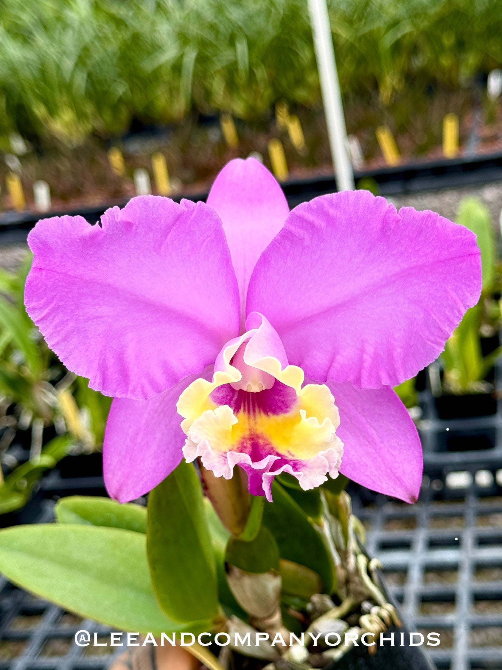 Eplc. Mitsuko Takasaki 'Paradise' (Jackie Bright x rioclarense