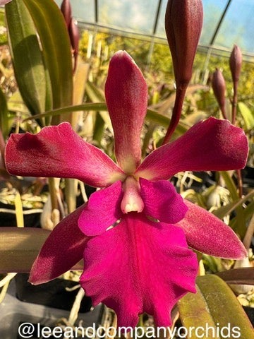 花 Eplc. Mitsuko Takasaki 'Paradise' (Jackie Bright x rioclarense