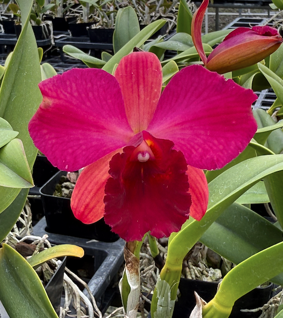 Blc. Toshie Aoki 'Pizzaz' | Lee & Company Orchids