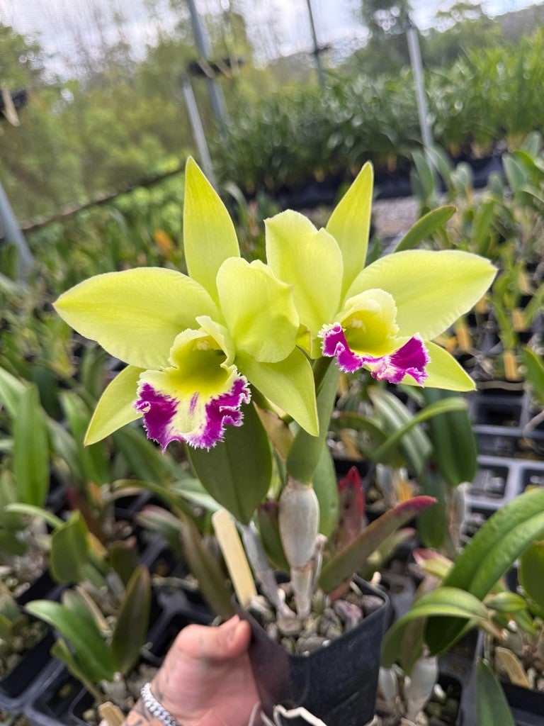 Rlc. Greenwich 'Elmhurst' AM/AOS (C. Ann Follis x Lester McDonald