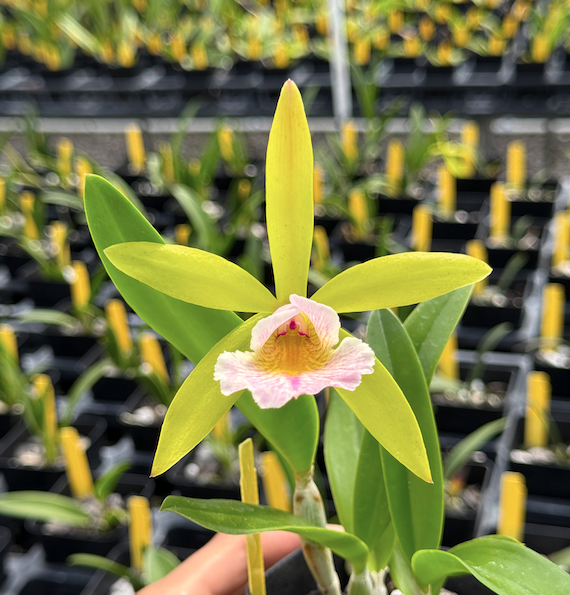 Bc. Hippodamia 4N x Epc. Lime Sherbet 4N | Lee & Company Orchids