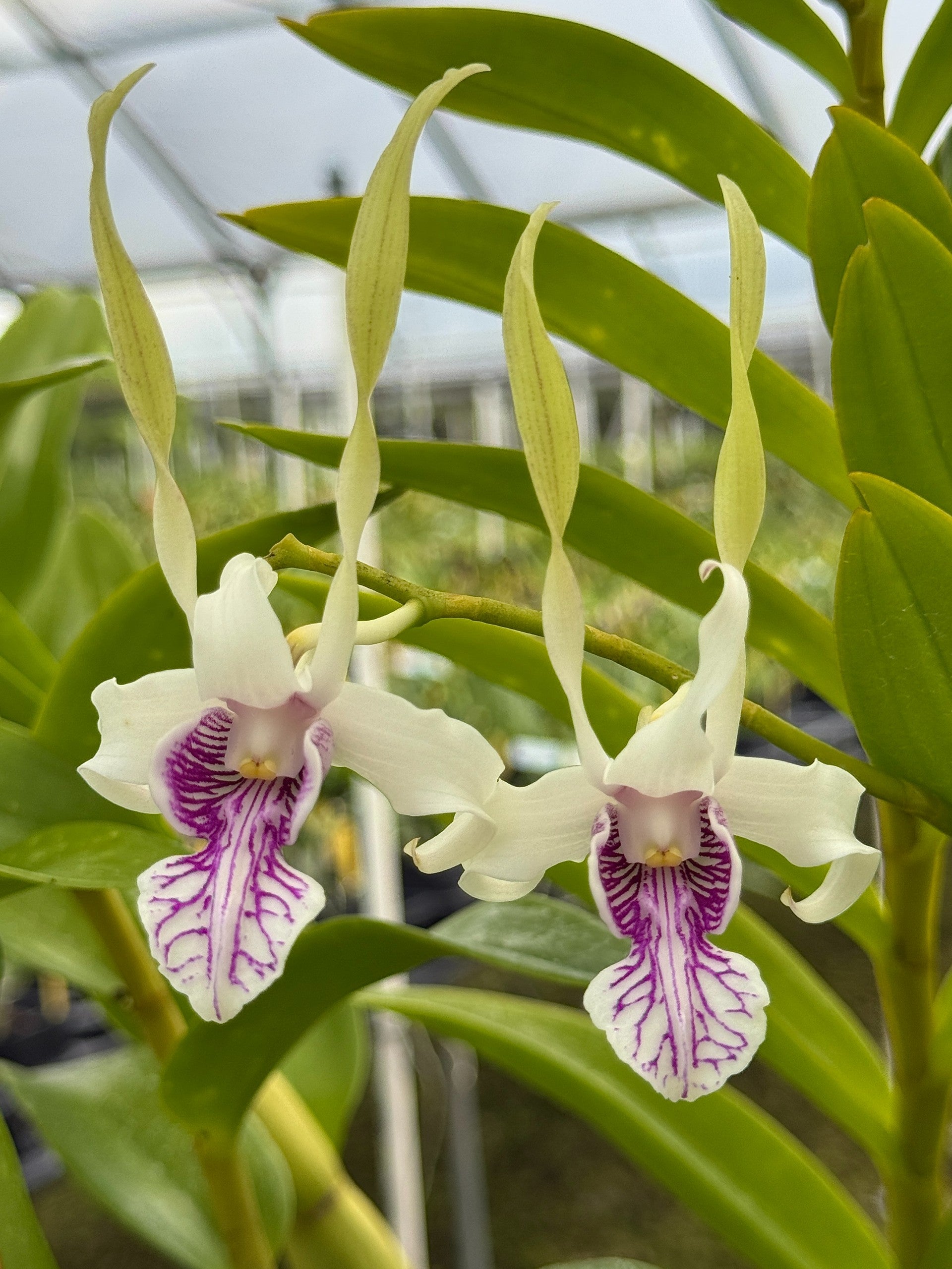 Lee & Company Orchids | Rare Orchids Grown with Aloha in Hawaii