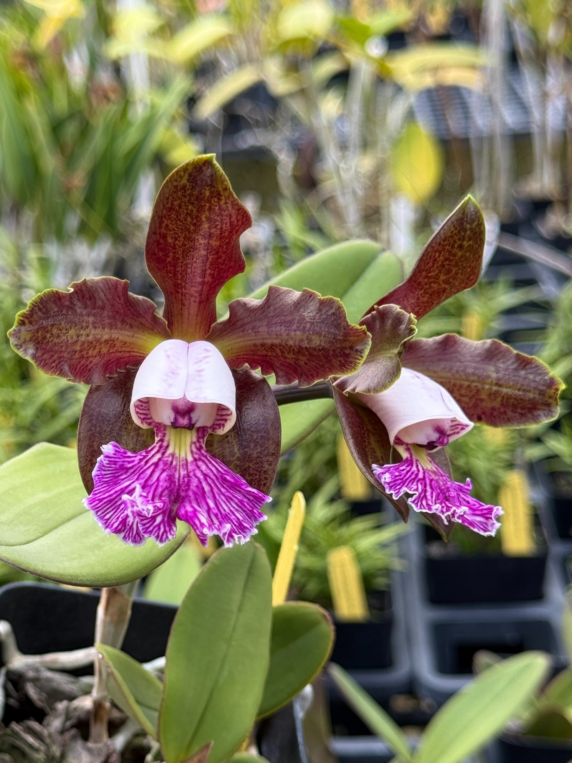 ［洋蘭原種］C.schilleriana var. coerulea C. schilleriana v. coerulea ('Dark Skies' x 'Maui Seas' AM/AOS