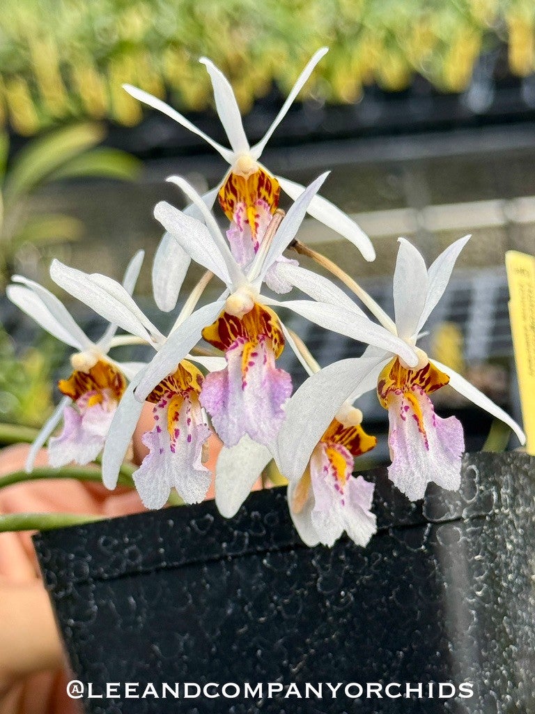 Holcoglossum rupestre x Vanda flabellata | Lee & Company Orchids