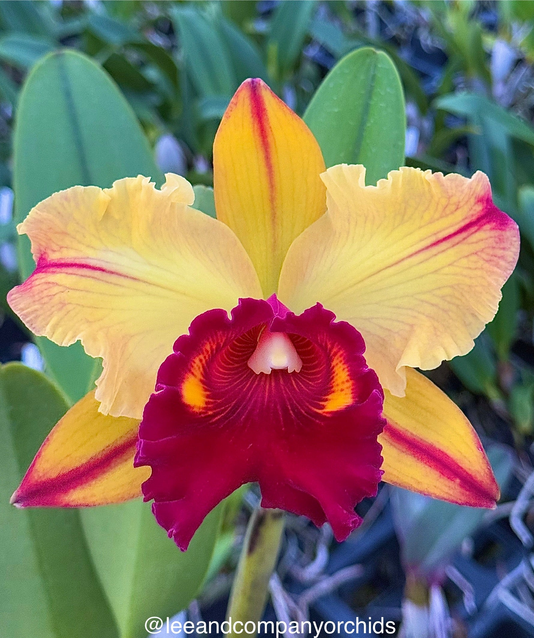 Blc. Toshie Aoki 'Pizzaz' | Lee & Company Orchids