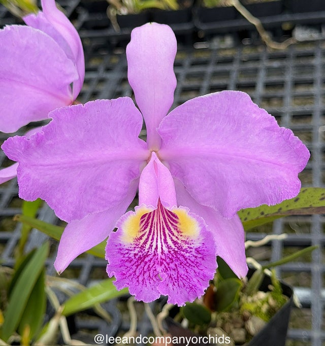 Cattleya | Lee & Company Orchids